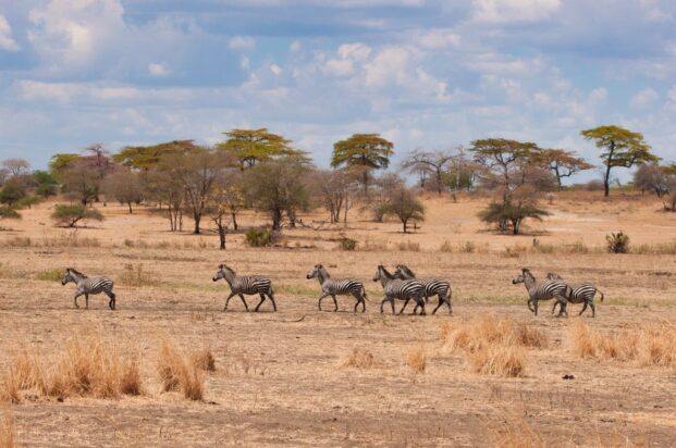 PARC NATIONAL DE KIGOSI