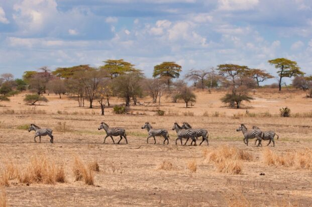 KIGOSI NATIONAL PARK