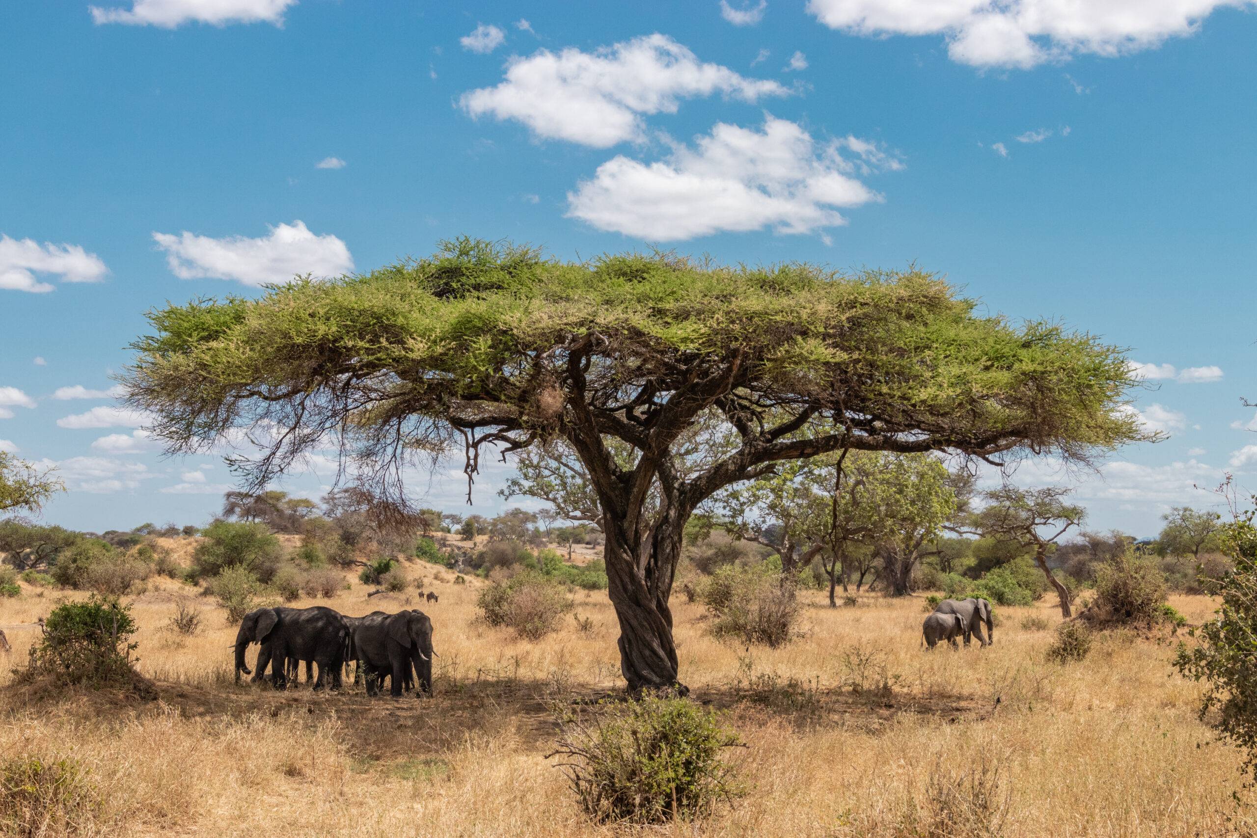 meilleurs safaris en tanzanie