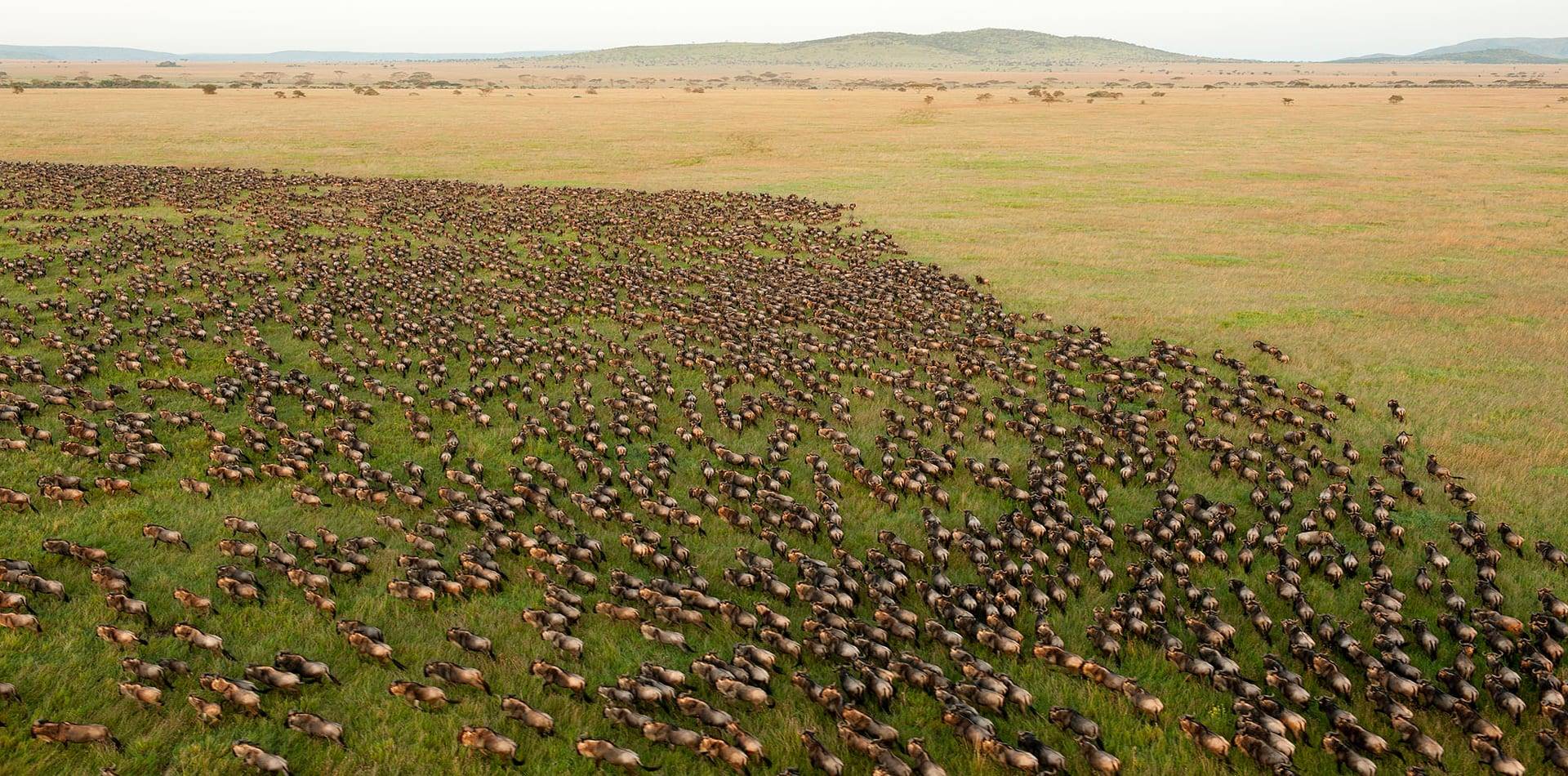 MIGRATION DES Gnous