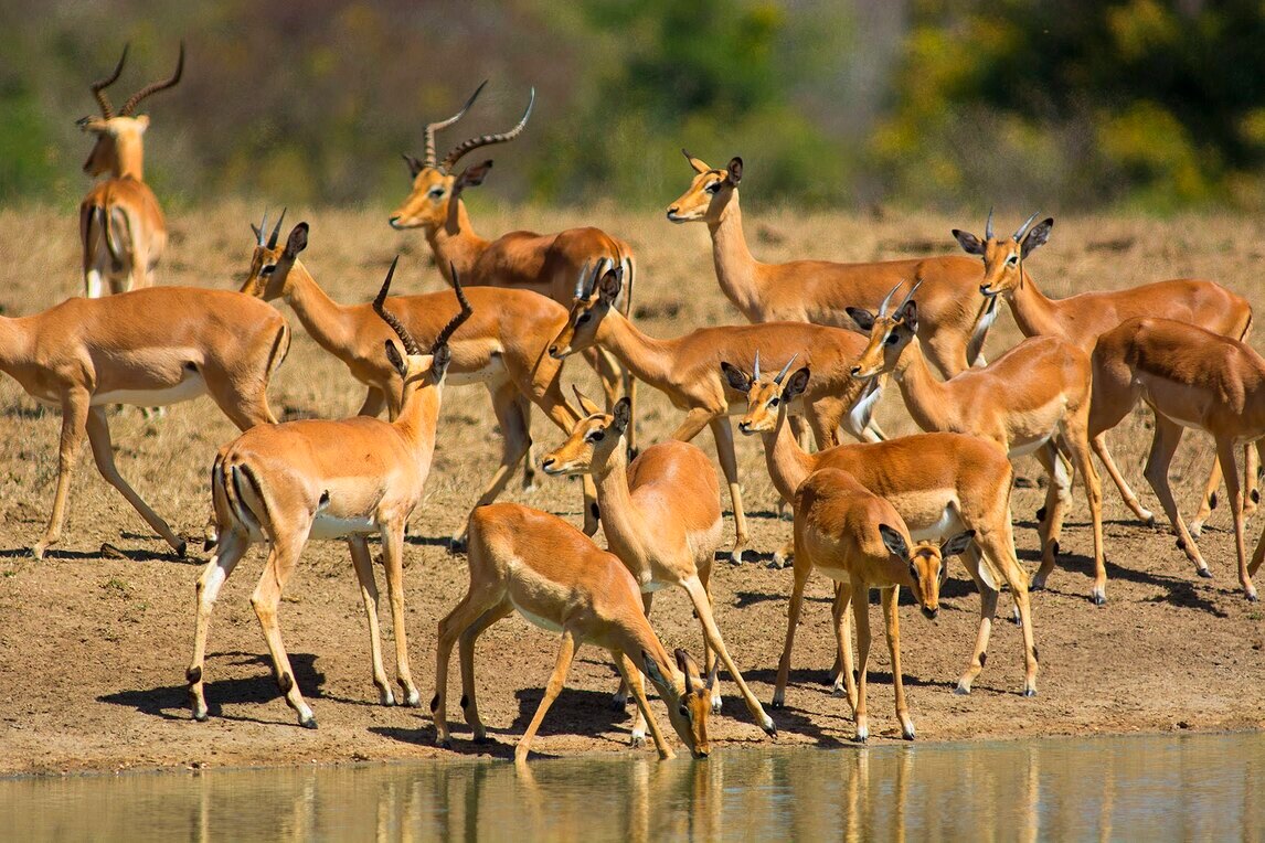 mikumi national park Tanzania