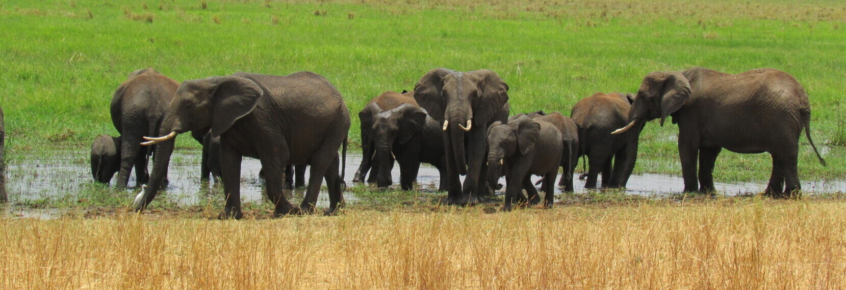 About Kiwoito Africa Safaris