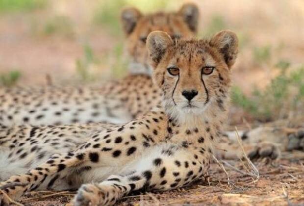 Parc national de Ruaha Tanzanie