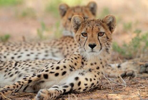 ruaha National Park Tanzania