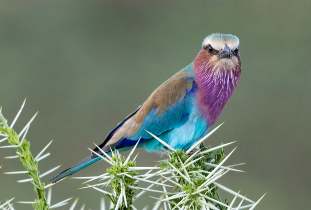 tanzania bird watching