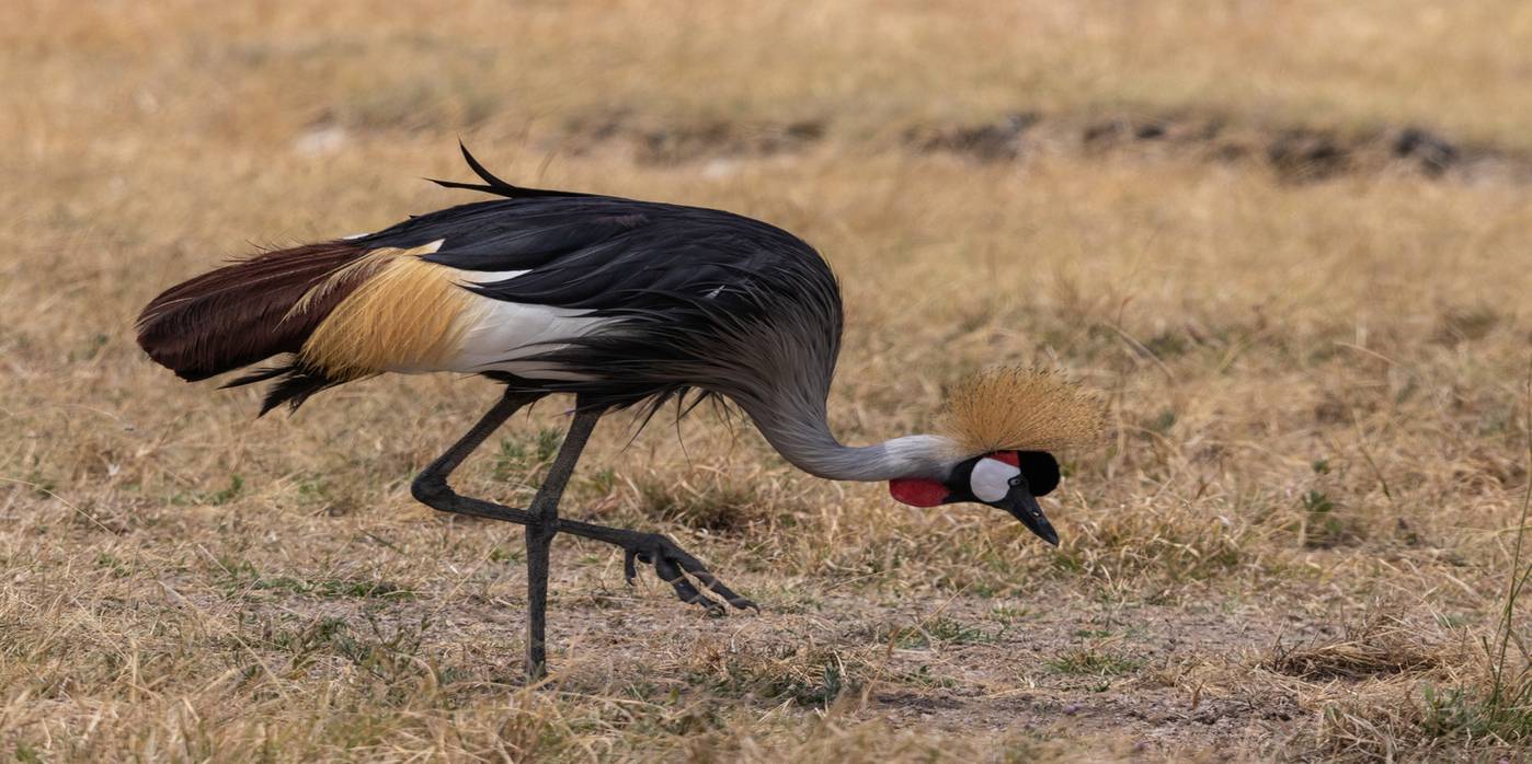 observation des oiseaux en tanzanie
