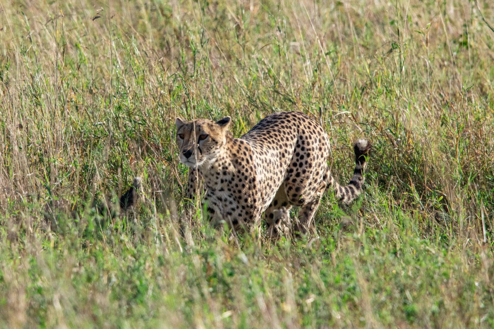 forfaits safari pas chers en tanzanie
