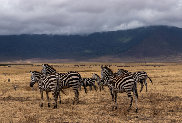 NGORONGORO CRATER TANZANIA SAFARI