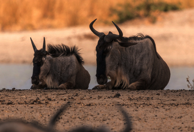 7 DAYS STANDARD SAFARI TANZANIA