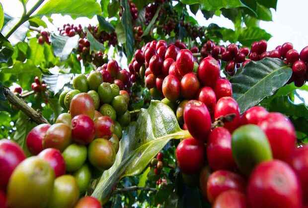 VISITE DU CAFÉ EN TANZANIE