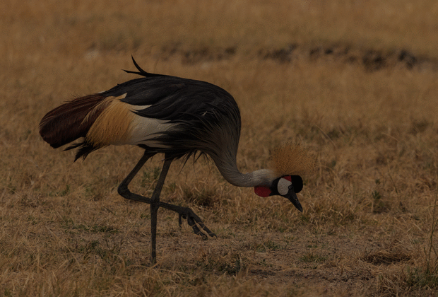 8 Days Tanzania phography safari