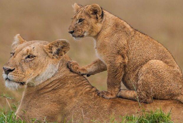 6 JOURS MEILLEUR SAFARI FAUNE EN TANZANIE