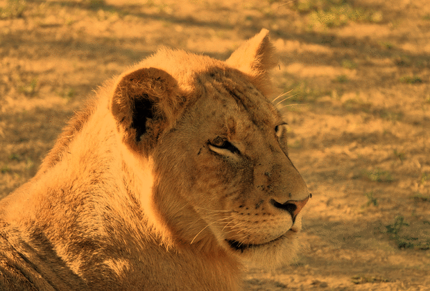 safari animalier en tanzanie