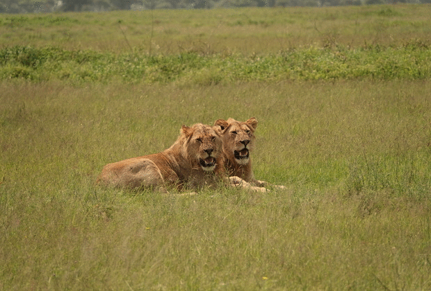 safari de milieu de gamme en tanzanie