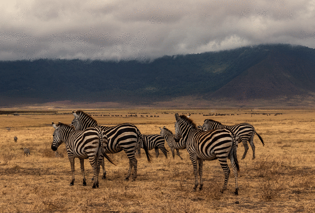tanzania 3 days safari ngorongoro & manyara