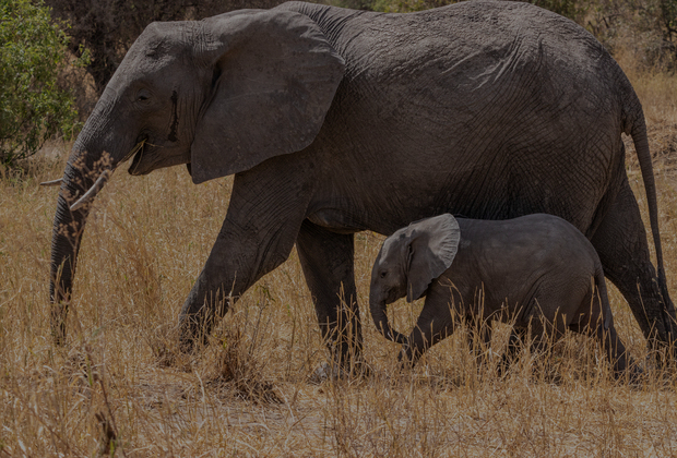 SAFARI DE 10 JOURS EN TANZANIE