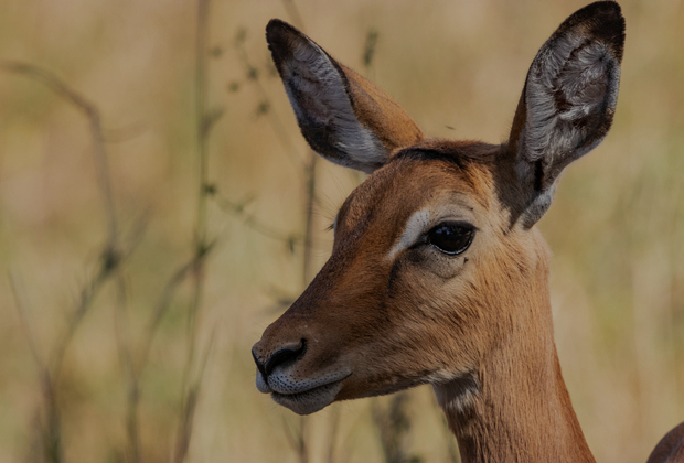 tanzania 5 days lodge safari