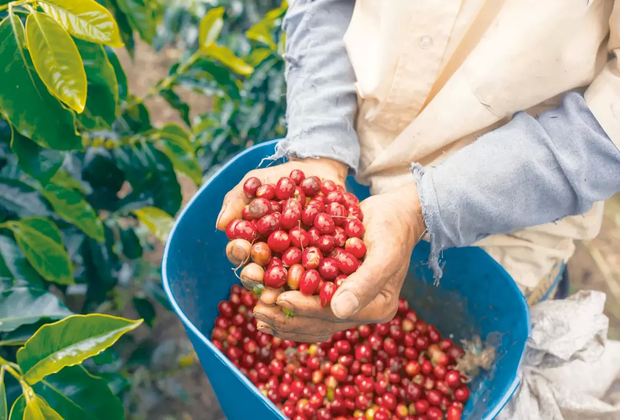 arusha coffee tour