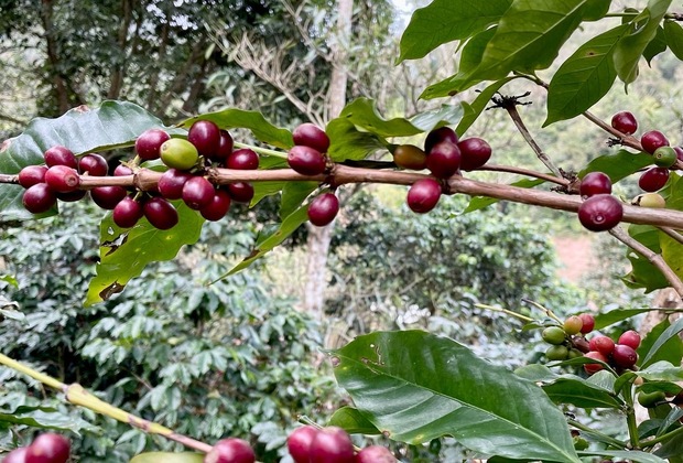 Visitez la plantation de café d'Arusha