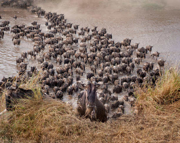 the great wildebeest migration