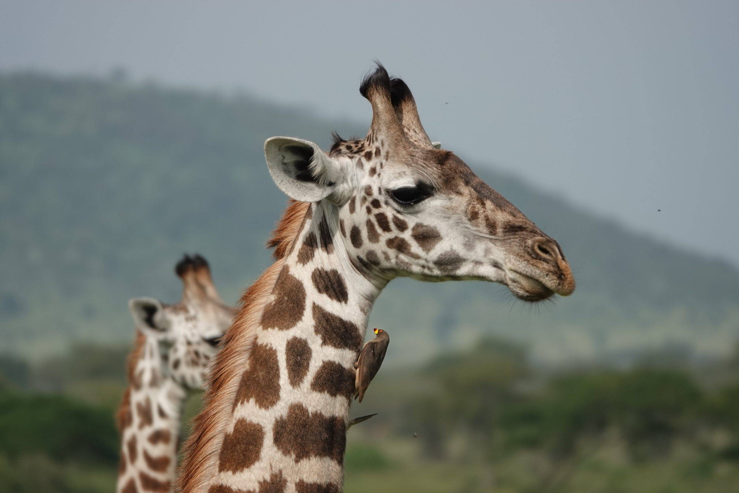 Africa Giraffe