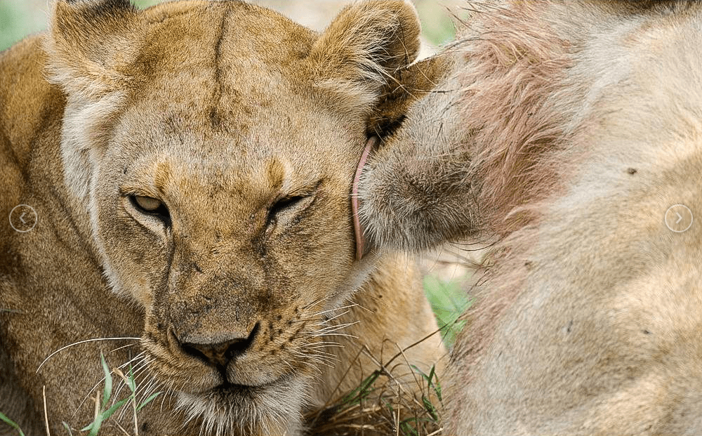 3 Days Tanzania Camping Safari