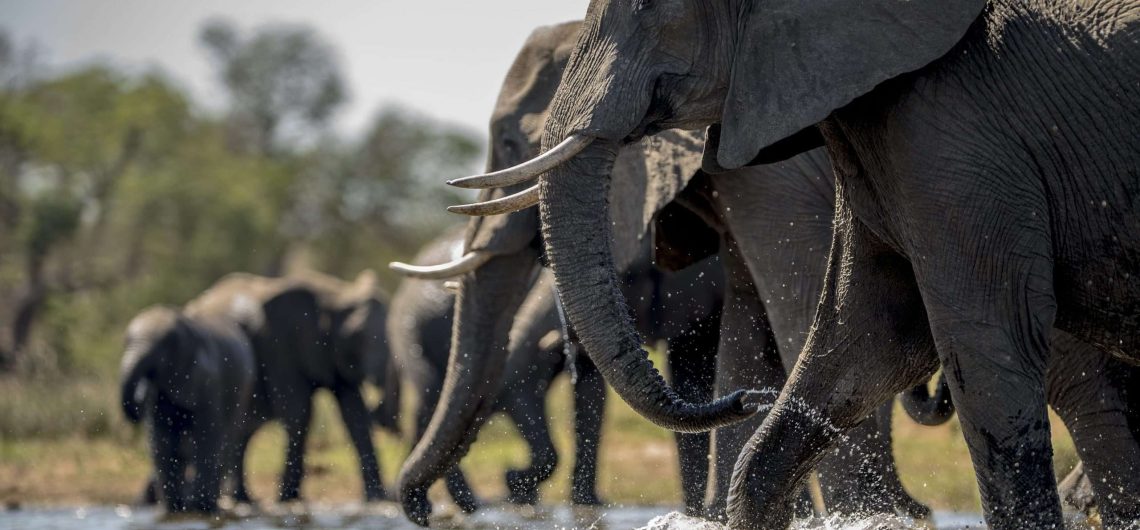 African Elephants in Tarangire
