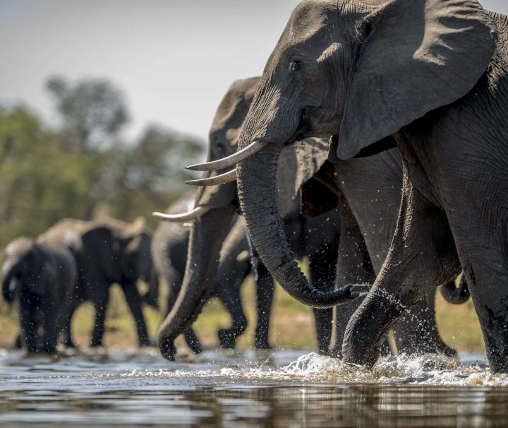 African Elephants in Tarangire