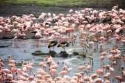 oiseau flamant rose en Tanzanie