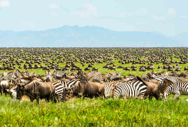 Tanzania Safari Great Migration 2026