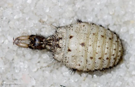 ANTLION