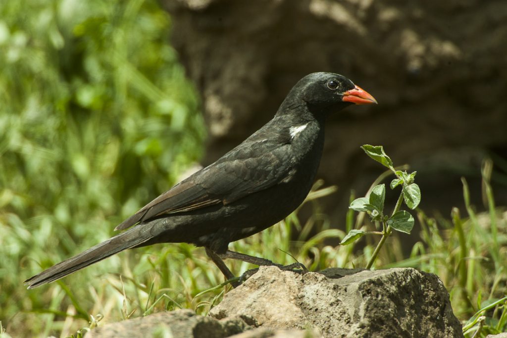 BUFFALO WEAVER