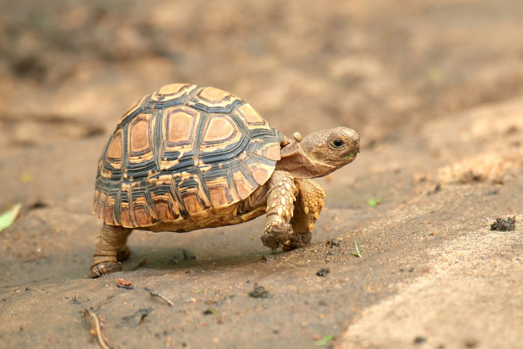 LEOPARD TORTOISE