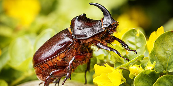 RHINO BEETLE