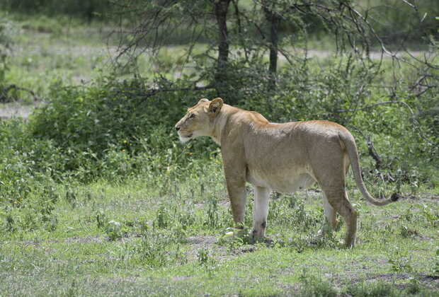 Tanzania Private Safari