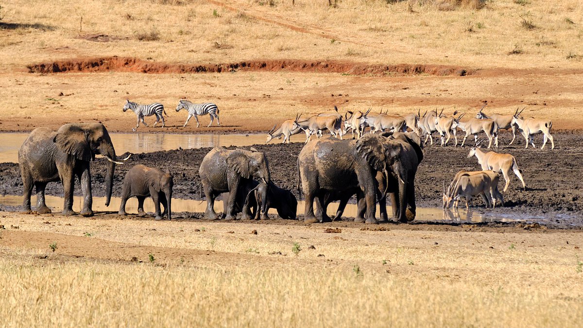 Mkomazi National park