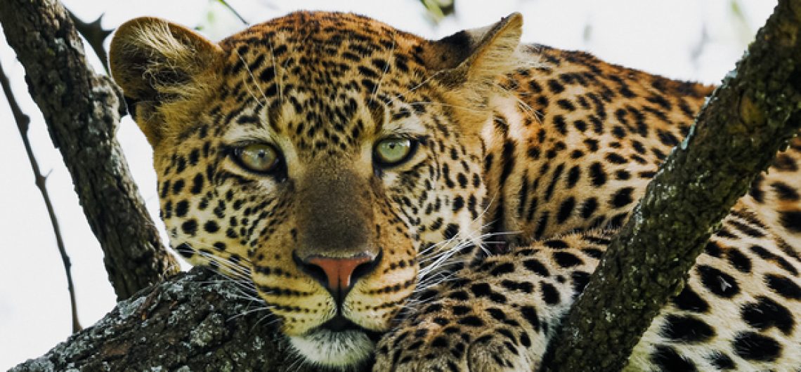tanzania private safari
