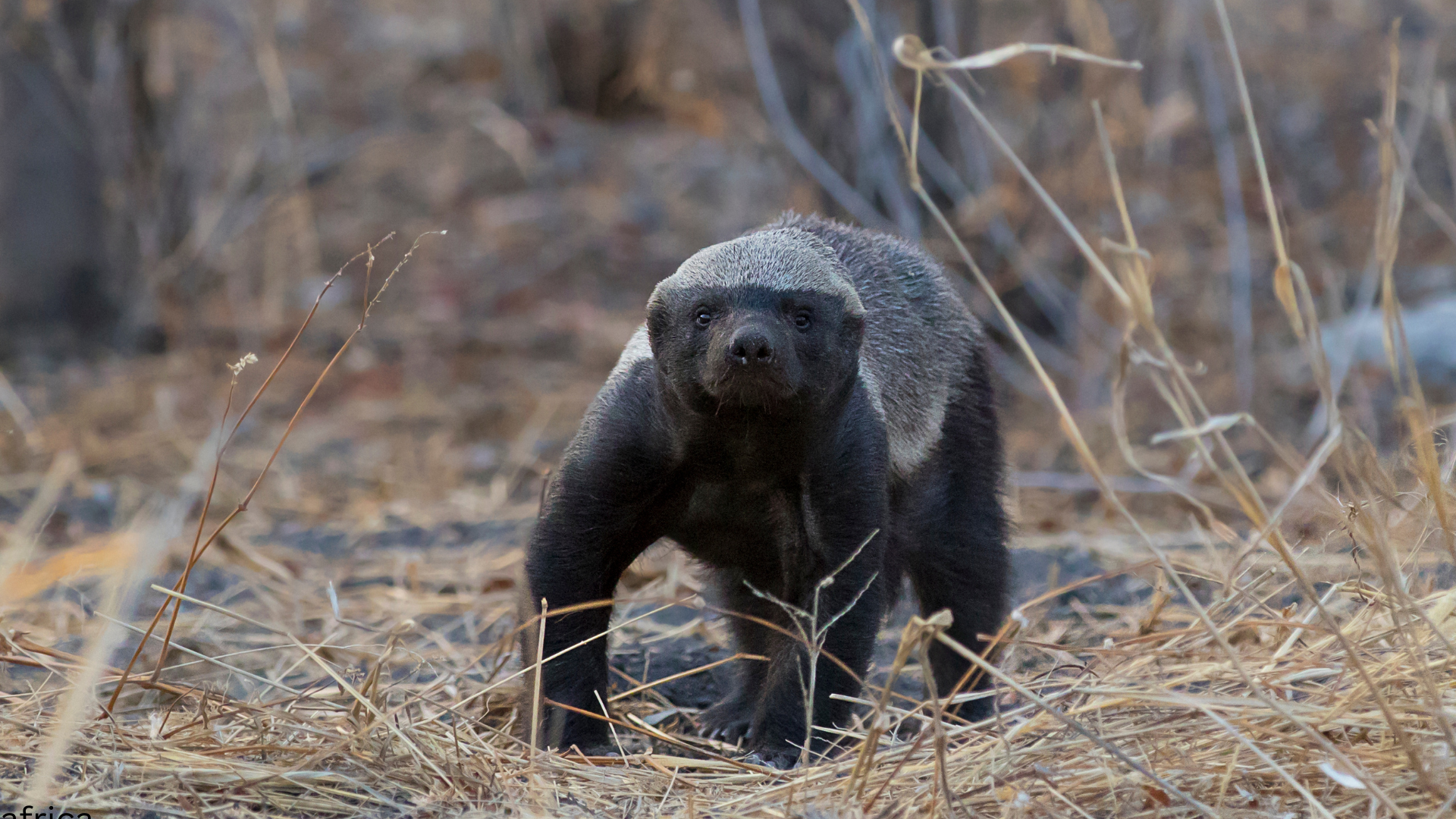 tanzania safari price