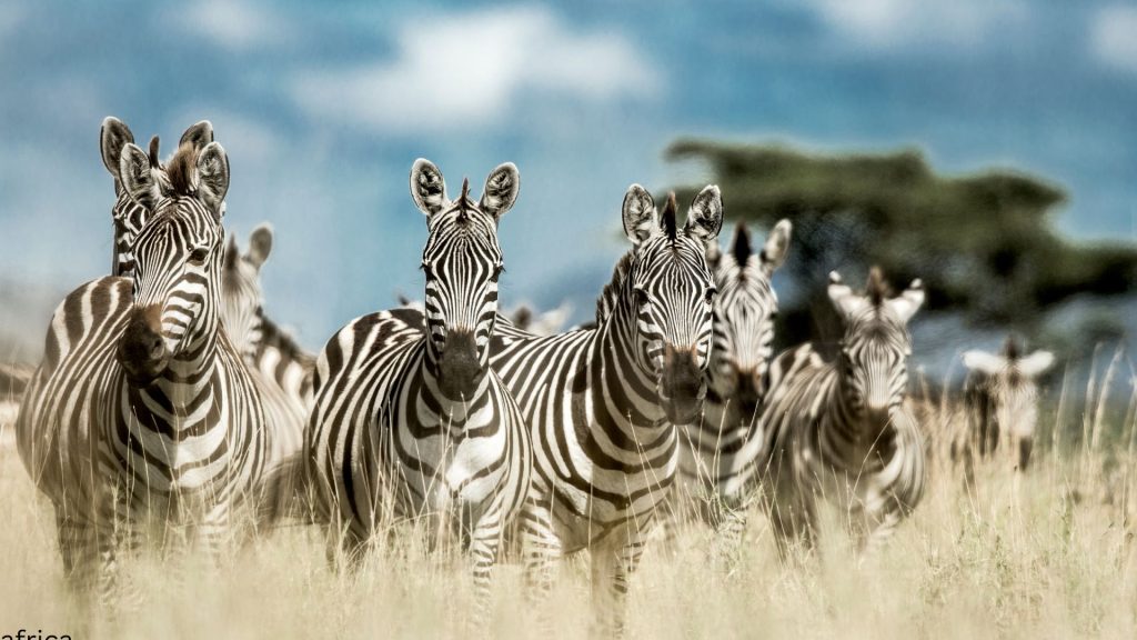 tanzania private safari