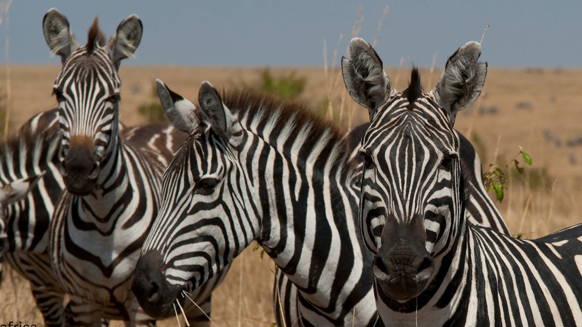 africa beauty