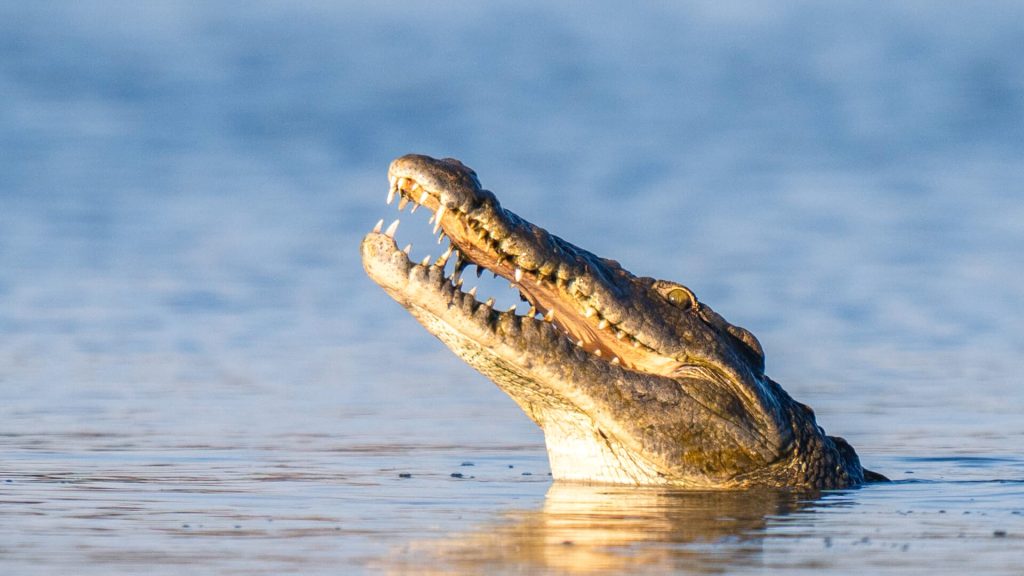 tanzania group joining safari