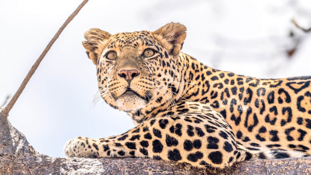 11 Days Tanzania Mid-range Safari