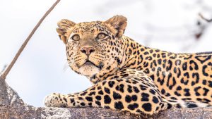 11 Days Tanzania Mid-range Safari