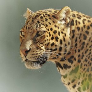 4 days Tanzania safari