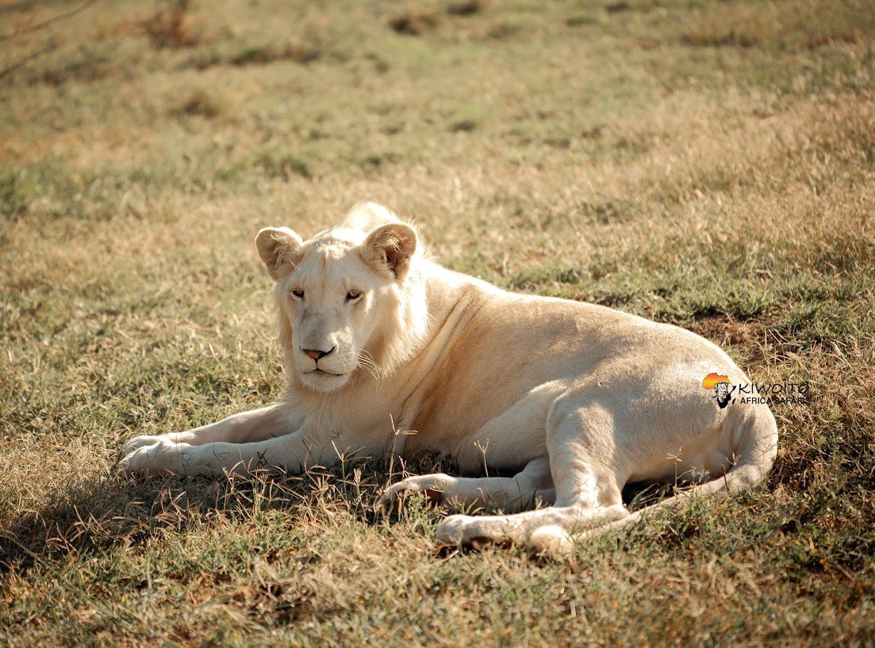 Yalangoch xotinning erini silkitayotgani videosi
