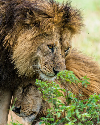 tanzania safari in january
