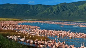 Lake elementaita wildlife sanctuary