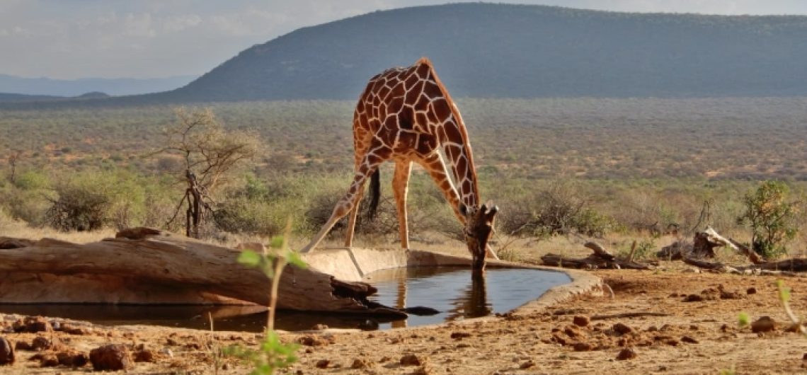 Tanzania 5 days safari