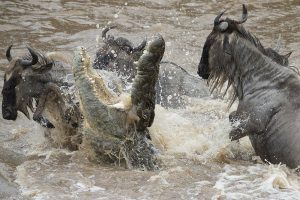 Tanzania Safari For French People