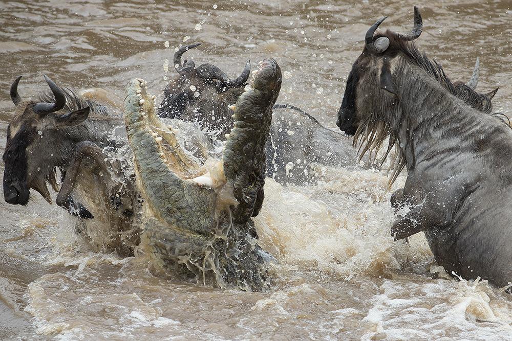 Tanzania Safari For French People